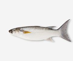 Peixe Tainha Inteiro Blanmar Importado 20kg