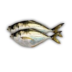Peixe Palombeta Inteira Leardini 2 a 4 Peças 17kg