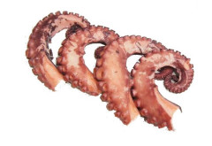 Tentáculos de Pota 2kg em Bloco Caixa com 20kg