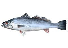 Peixe Pescada Eviscerada Maria Mole Leardini de 8 a 12 peças