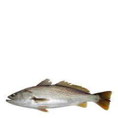 Peixe Corvina Inteira Leardini 1000g para cima