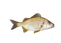 Peixe Cocoroca Inteira Leardini 5 Peças a Granel 17kg