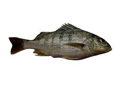 Peixe Roncador Inteiro Leardini 2 a 3 a Granel 17kg