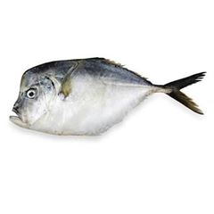 Peixe Galo Inteiro Leardini 1 a 2 peças 17kg