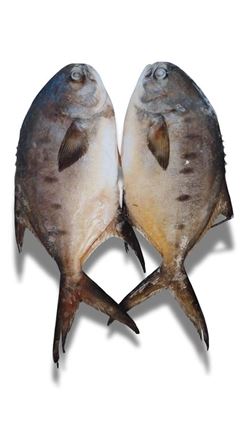 Peixe Pampo Inteiro Leardini 500 a 700g a Granel 10kg