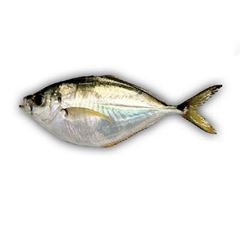 Peixe Palombeta Inteiro Leardini 6 a 8 peças 10kg