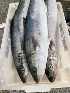 Peixe Filé Olhete Com Pele 13kg