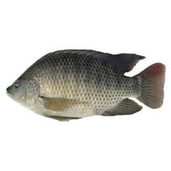Peixe Tilápia Evisc 750g A 950g 15kg