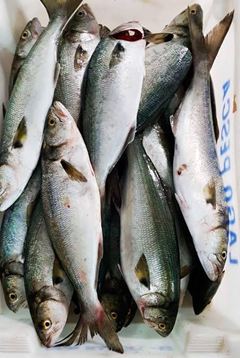 Peixe Anchova Inteiro 500g A 700g 15kg