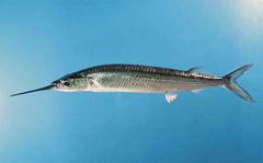 Peixe Agulha Preta Eviscerado Ag Fortfish 12kg