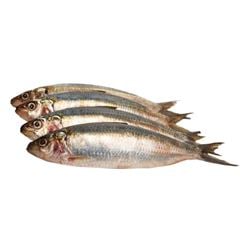 Peixe Sard.int Leardini 6/8 15kg