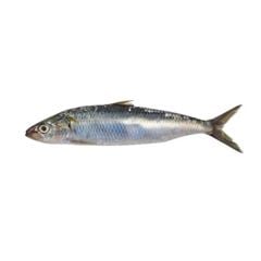 Peixe Sard.int Leardini 8/10 15kg