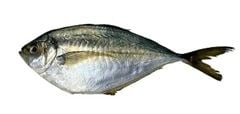 Peixe Palombeta Int Leardini 6/8 Peças 15kg