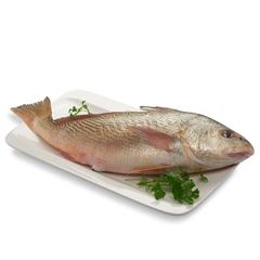 Peixe Corvina Inteira Leardini 500g a 1kg