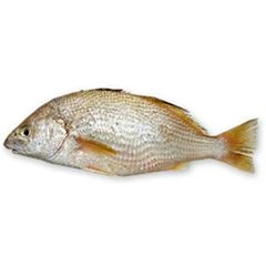Peixe Castanha Inteiro Sousa Pescados 3 a 4 peças 15kg