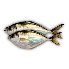 Peixe Palombeta Inteiro Sousa Pescados 5 a 7 peças Agranal
