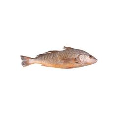 Peixe Corvina Inteira Sousa Pescados 1 a 2kg