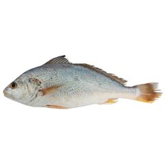 Peixe Corvina Inteira Leardini 1 a 2kg