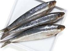 Peixe Sardinha Eviscerada Leardini Laje IQF a Granel